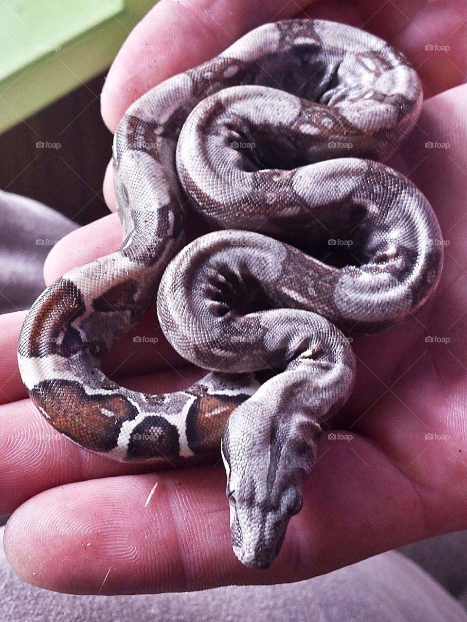 Baby columbian red tailed boa snakes
