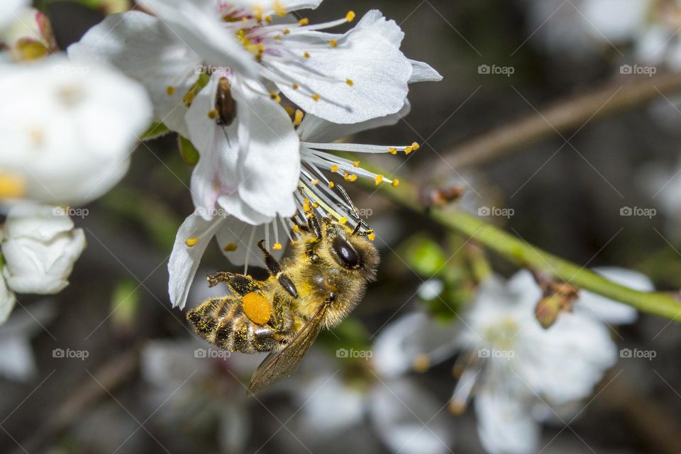 Spring flower with a bee.