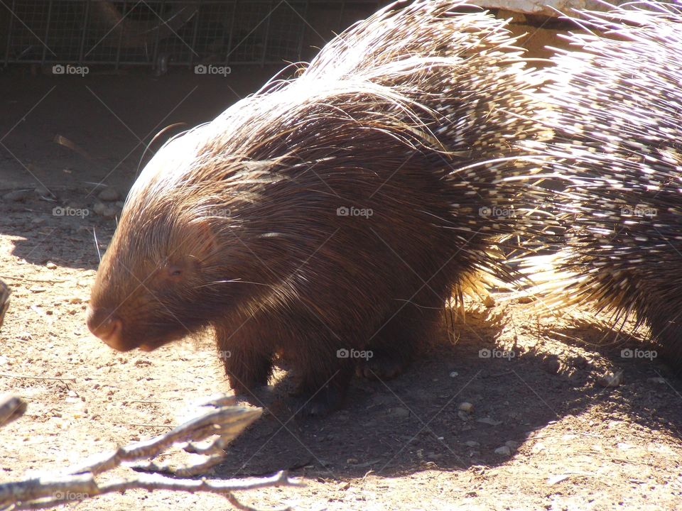 African Porcupine with thick long quills