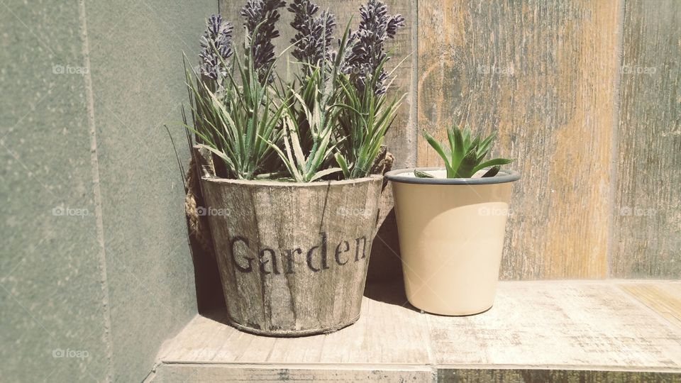 Close-up of potted plant
