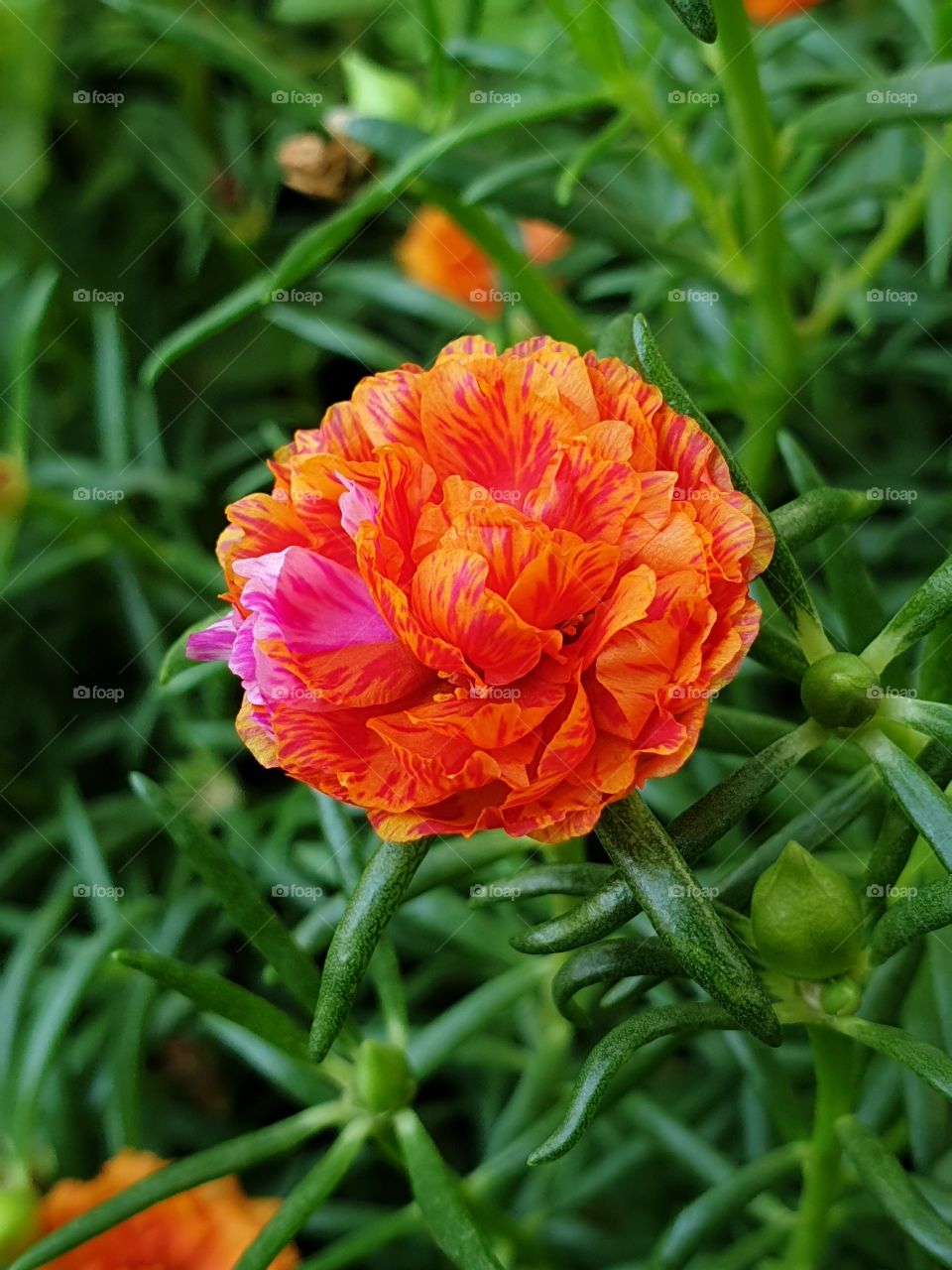 the Portulaca Grandiflora