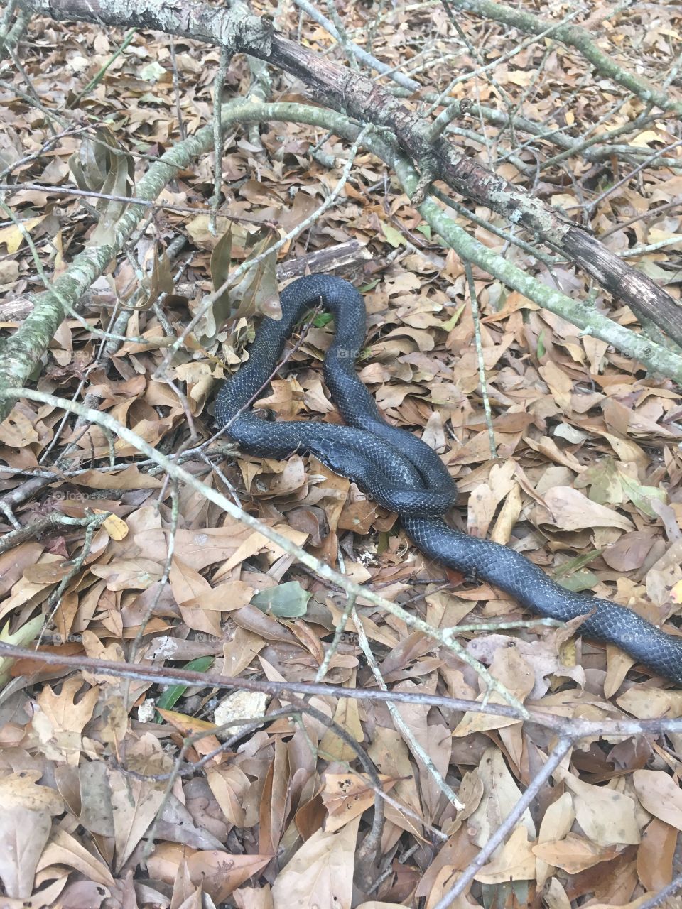 Black rat snake 