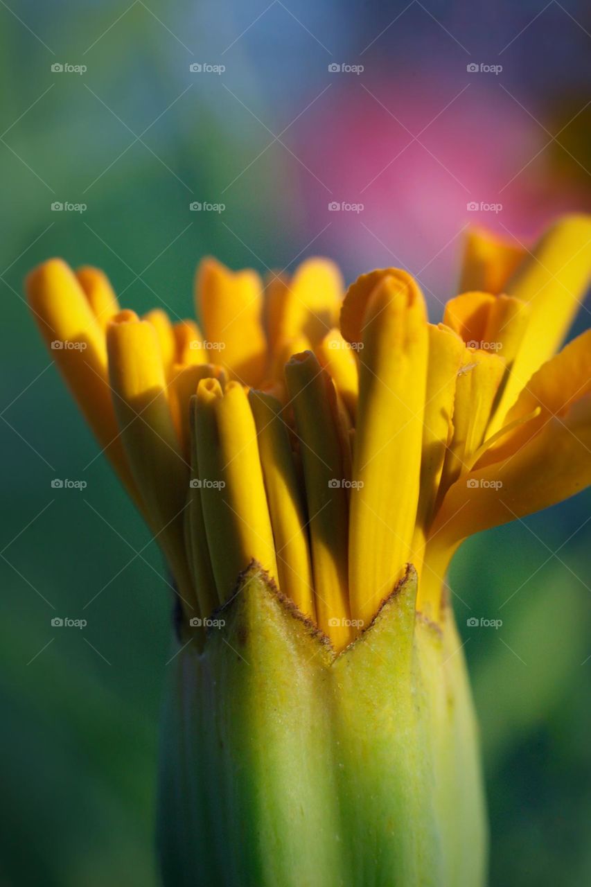 flower yellow macro photo unopened bud of autumn flowers