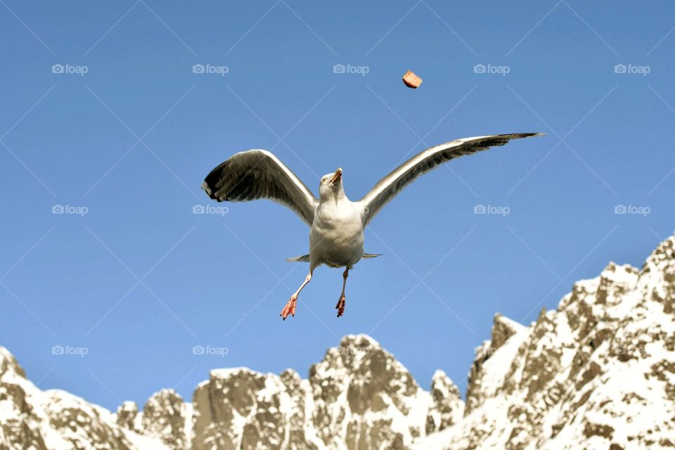 Fishing Seagull