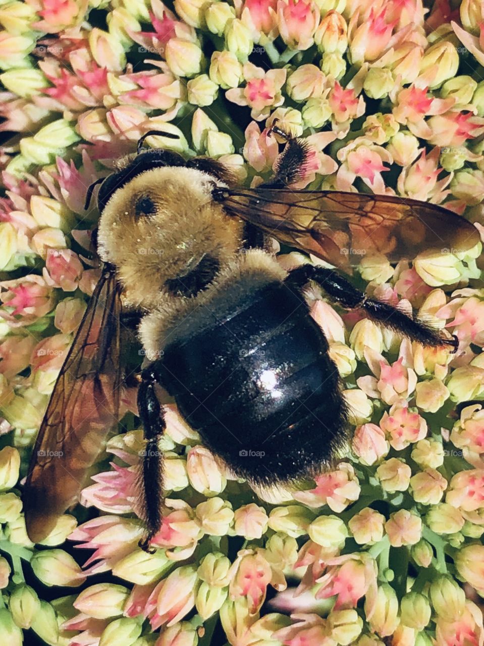 Bumblebee on a sedum flower closeup 
