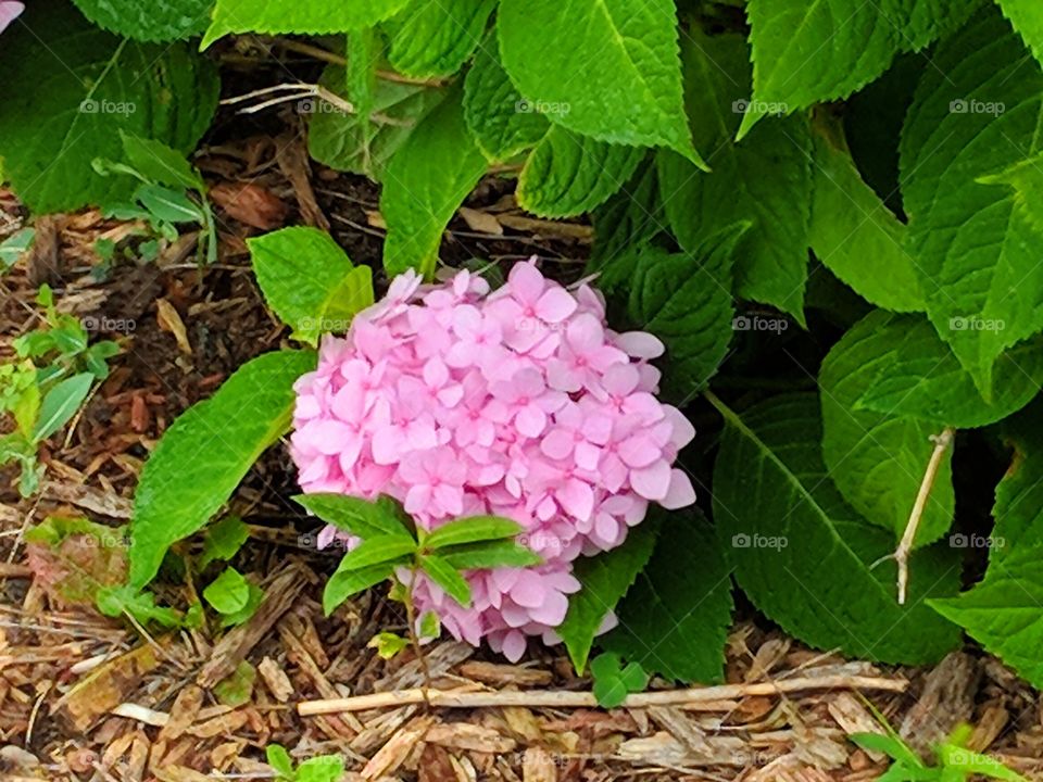 Hydrangeas