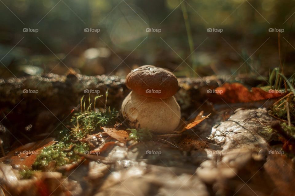 Mushrooms in a autumn sunny forest