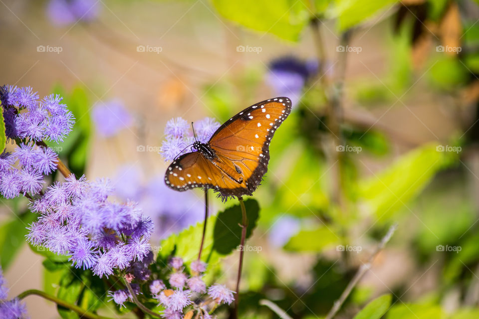 Butterfly pollinator