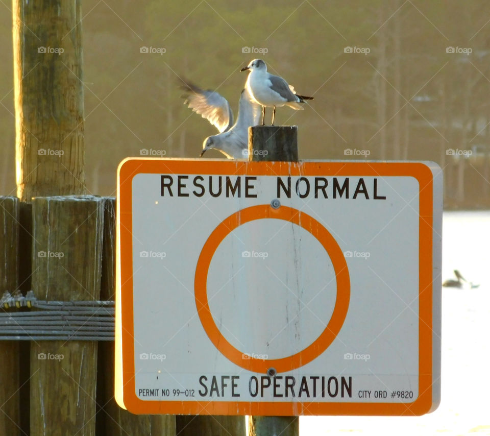 RESUME NORMAL OPERATION: Sign in the Bayou! Seagulls resume normal operations, being inflight and resting on the post! 