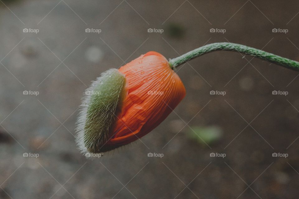 Close-up of poppy bud