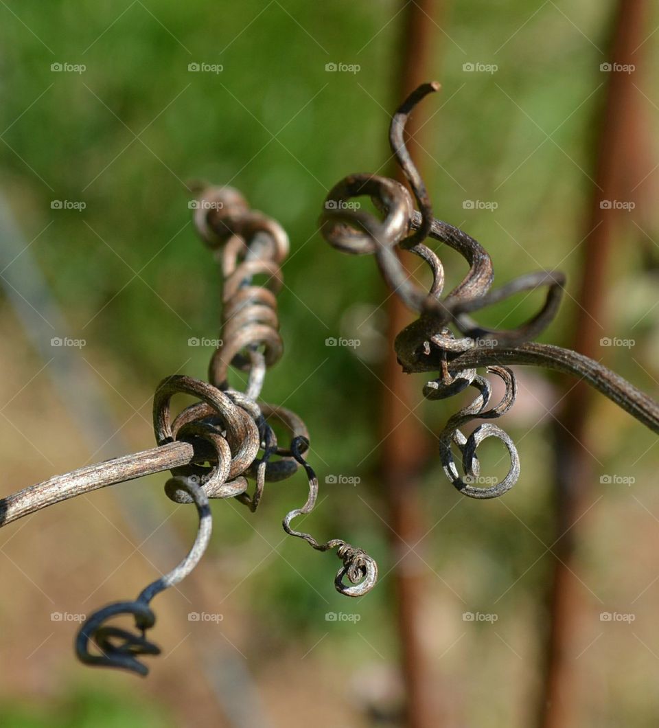 dried grape tendrils