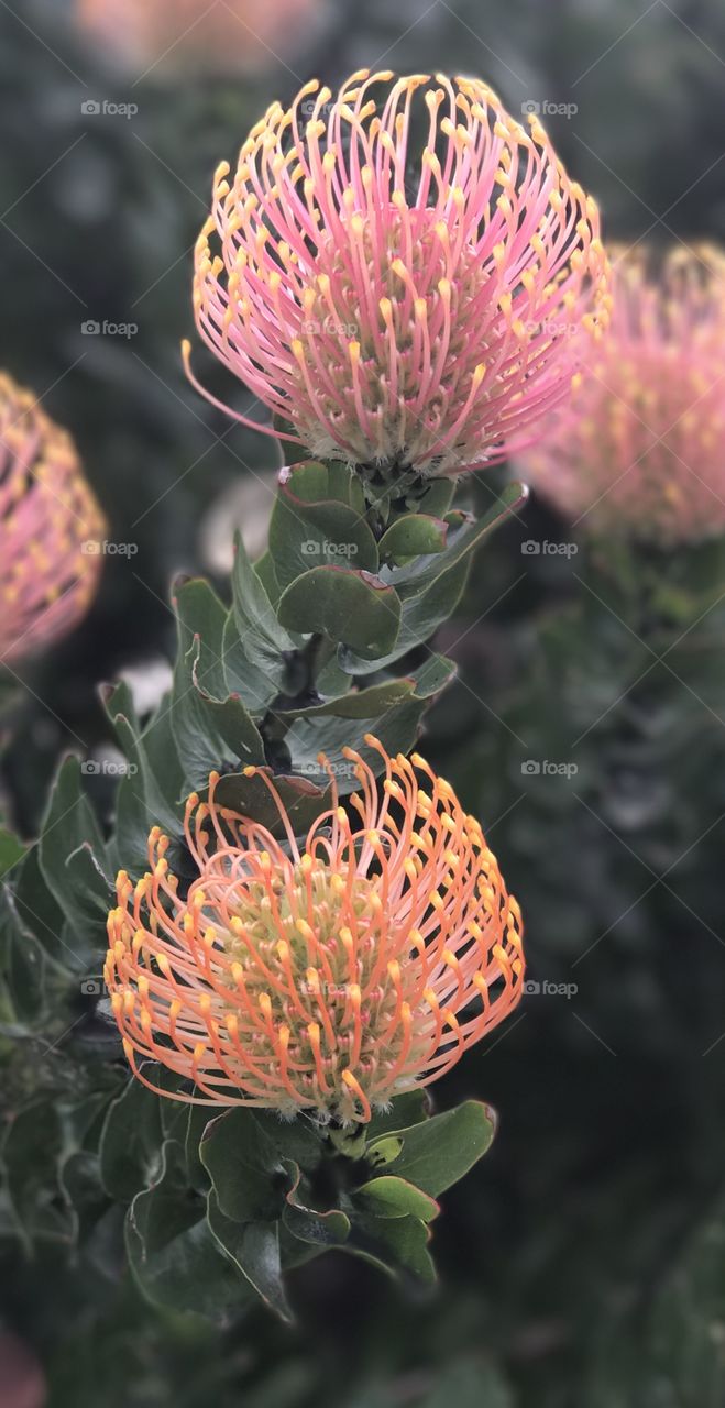 Beautiful bush with native Australian flowers