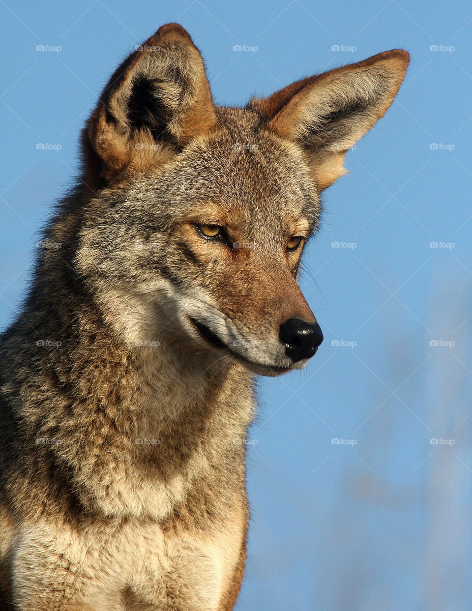 coyote