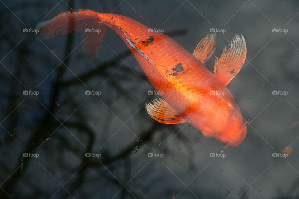 Fish. Japanese koi