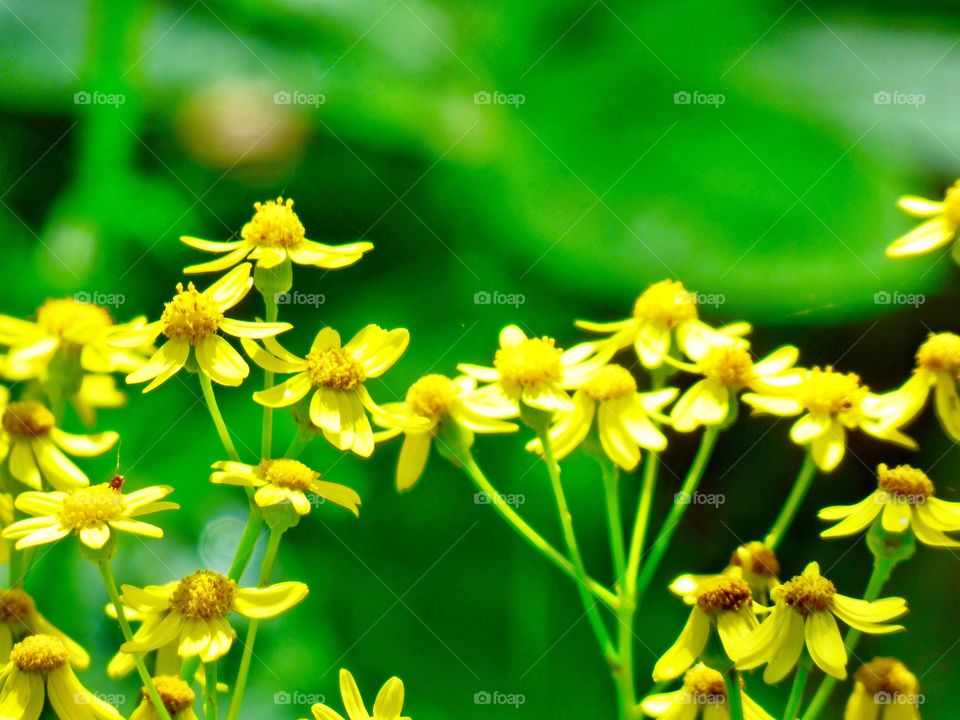 Yellow flowers