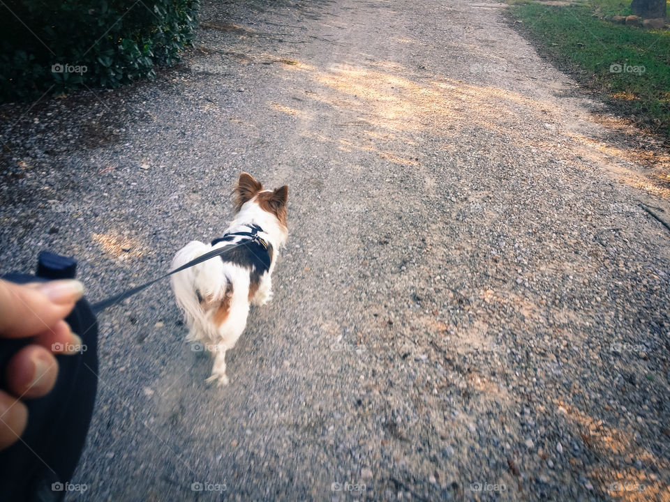 Early Morning Walk Down a Country Road