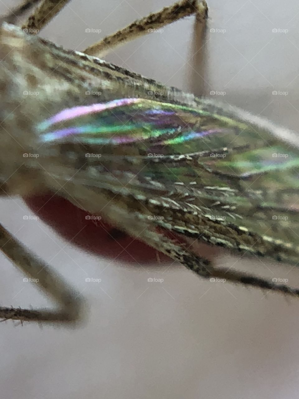 Iridescent beautiful wings of a mosquito - macro photography 