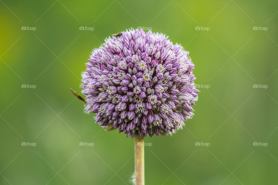 A strange flower in the field