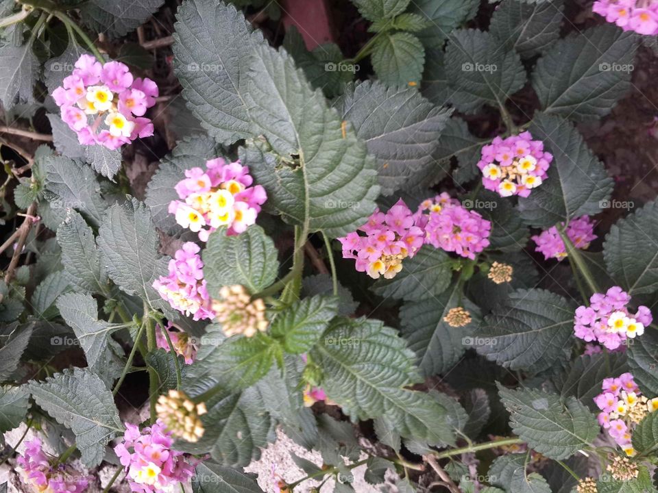 Lantana 💐