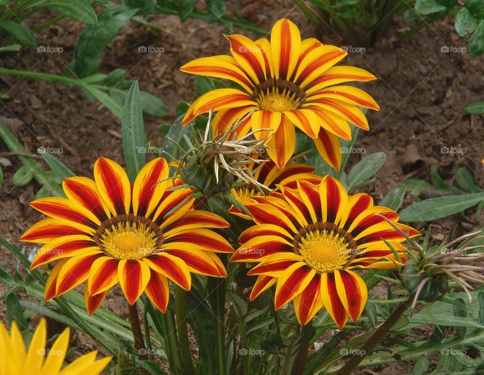 Yelow and Red Flower