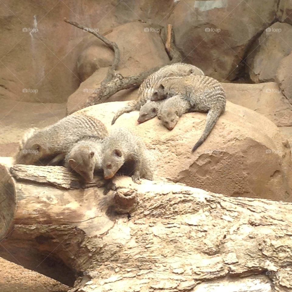 Banded mongooses