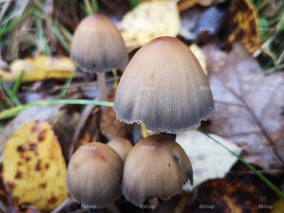 A walk in the forest and photographing mushrooms on a beautiful autumn day