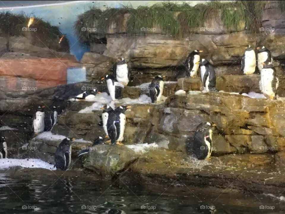 oceanografic