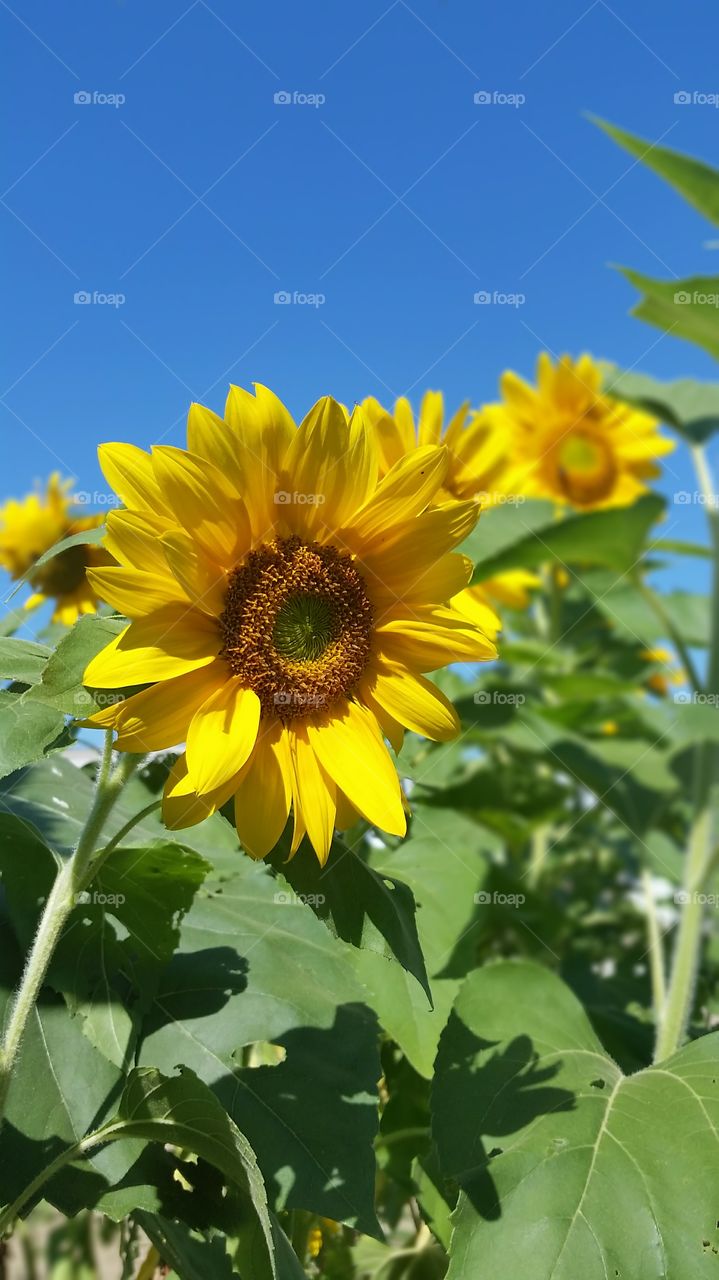 sunflower