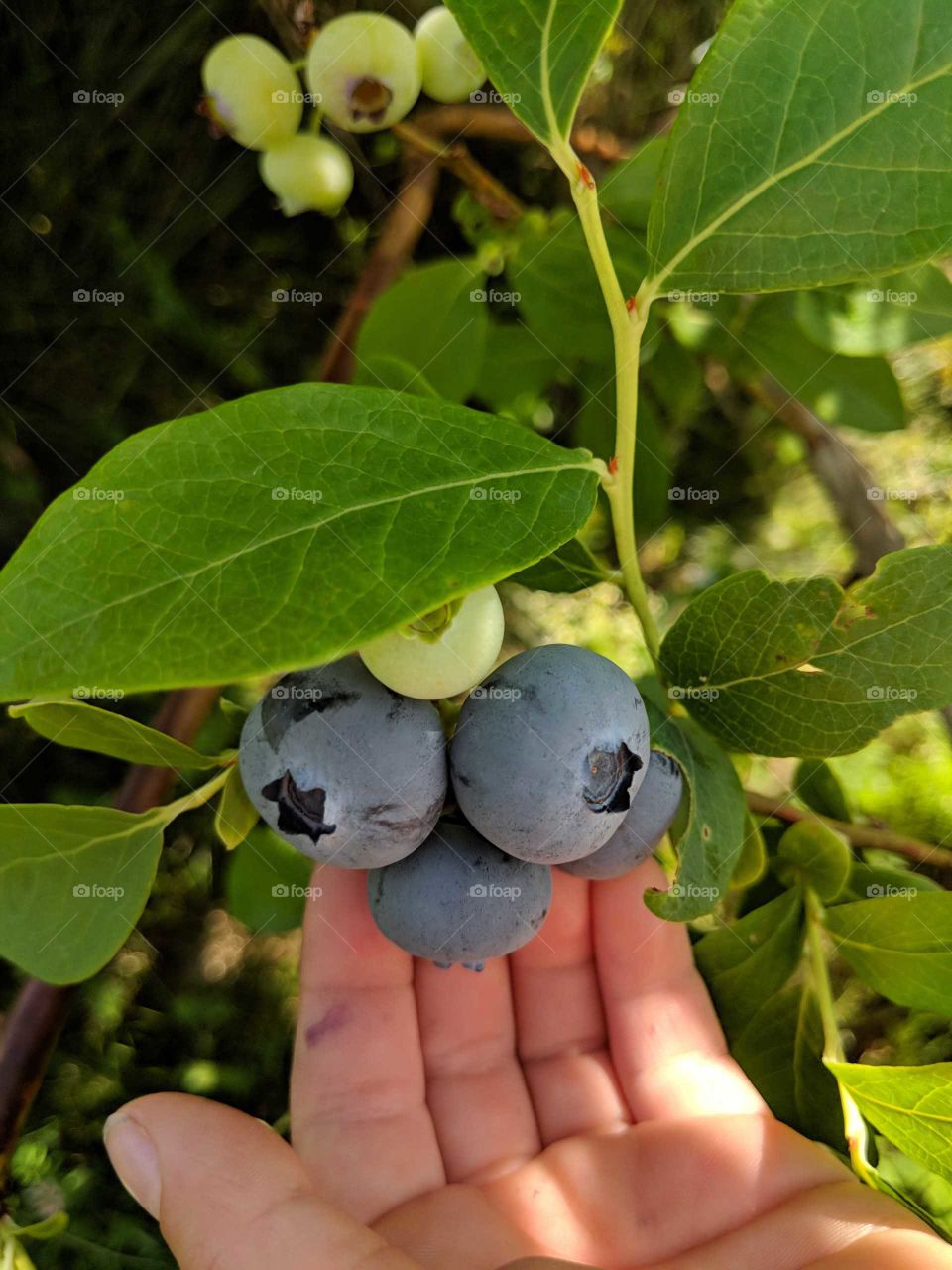 blueberry bush