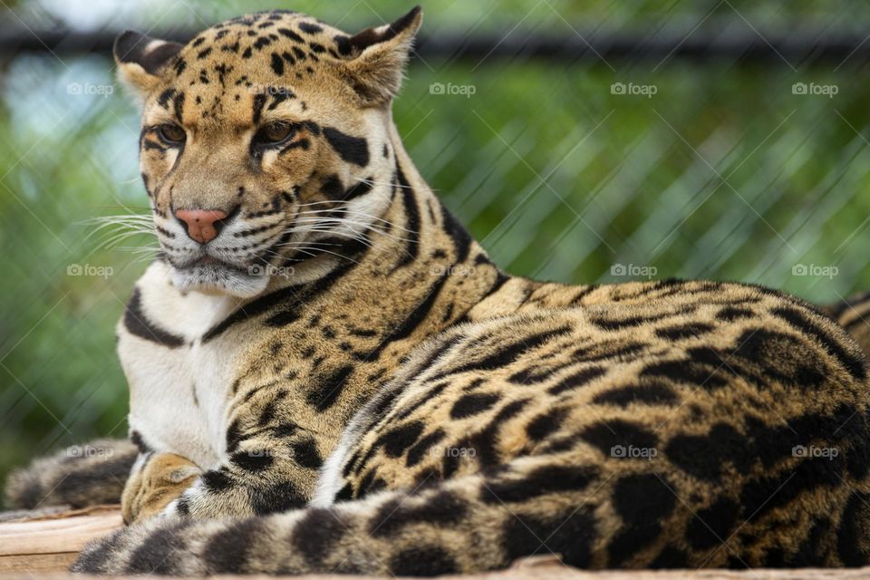 The Clouded Leopard is one of the most beautiful big cats on the planet