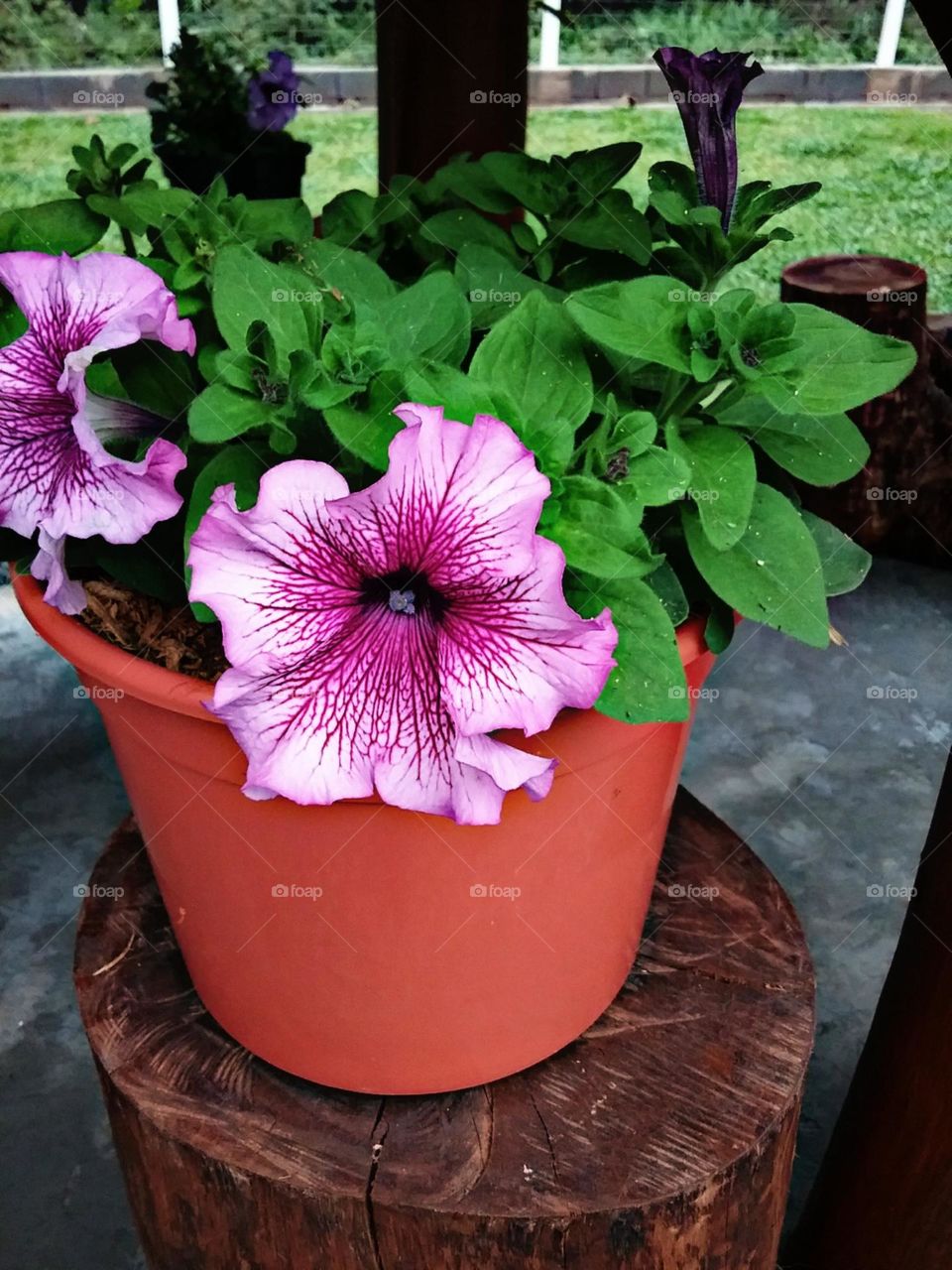 Vaso de Petunia. Belas e delicadas de cores intensas mescladas com beleza e encanto.