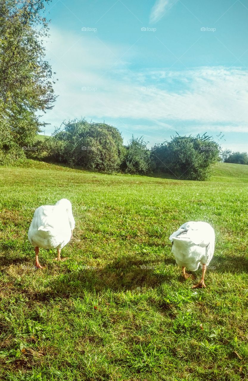 don't get your feathers ruffled!