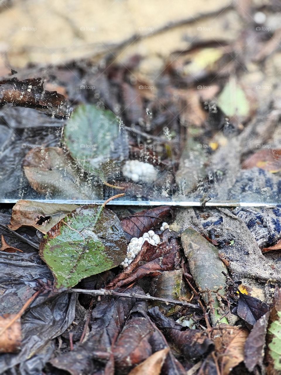 leaves in the mirror