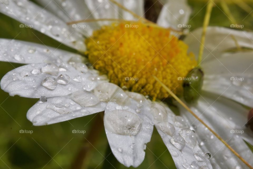 Morning Dew on blooming flower