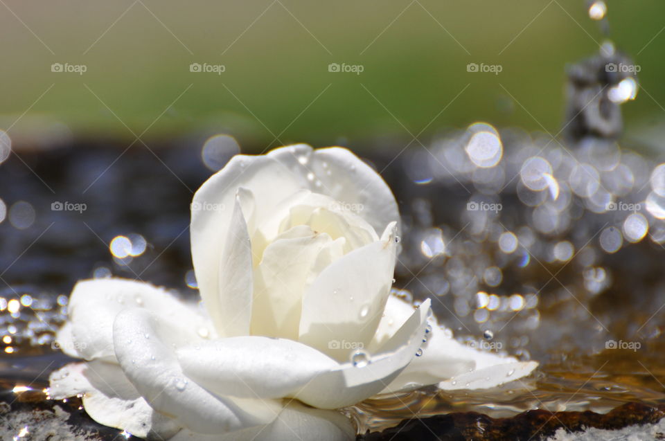 Floating white rose