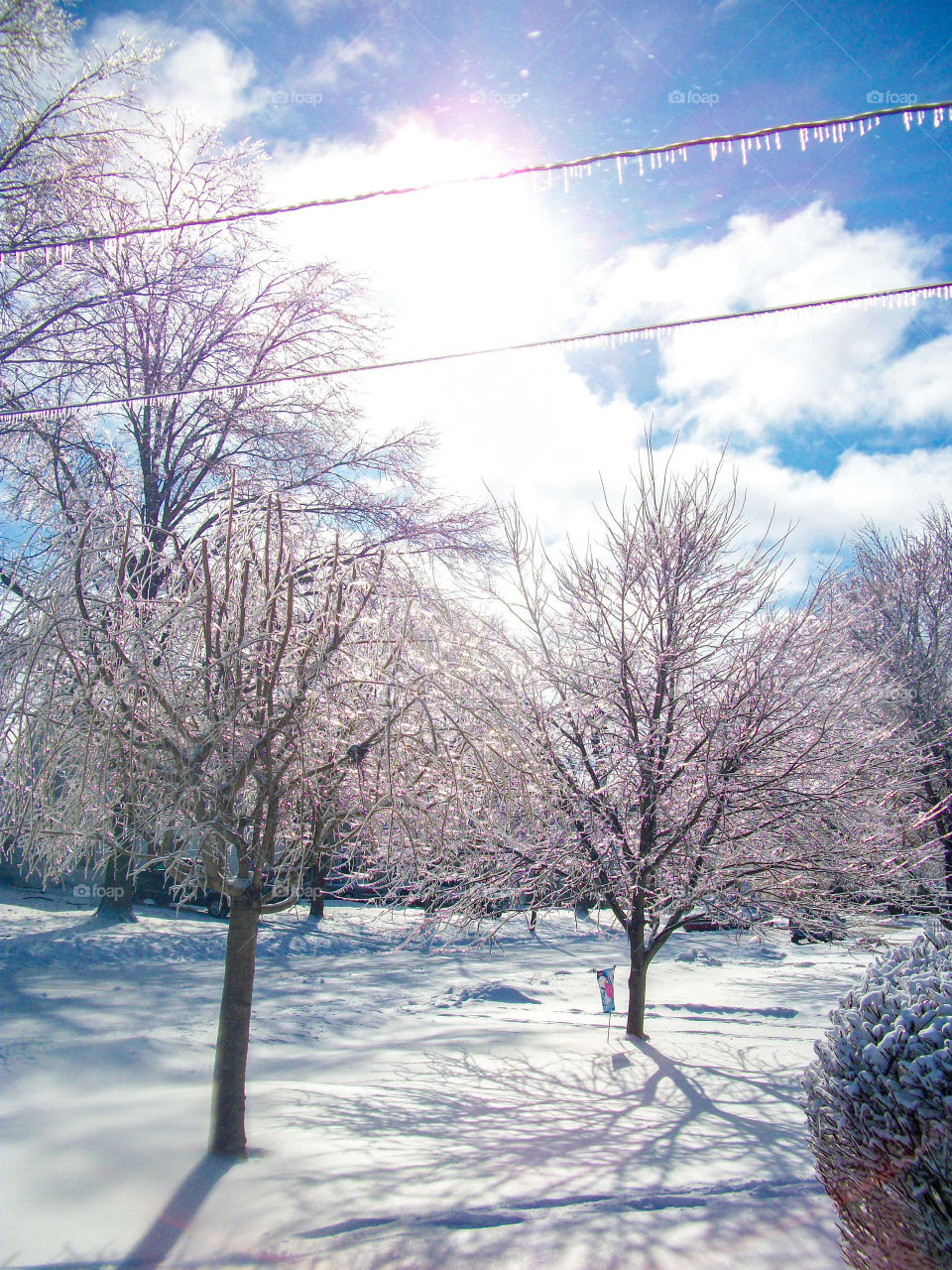 Frozen trees after an ice and snow storm