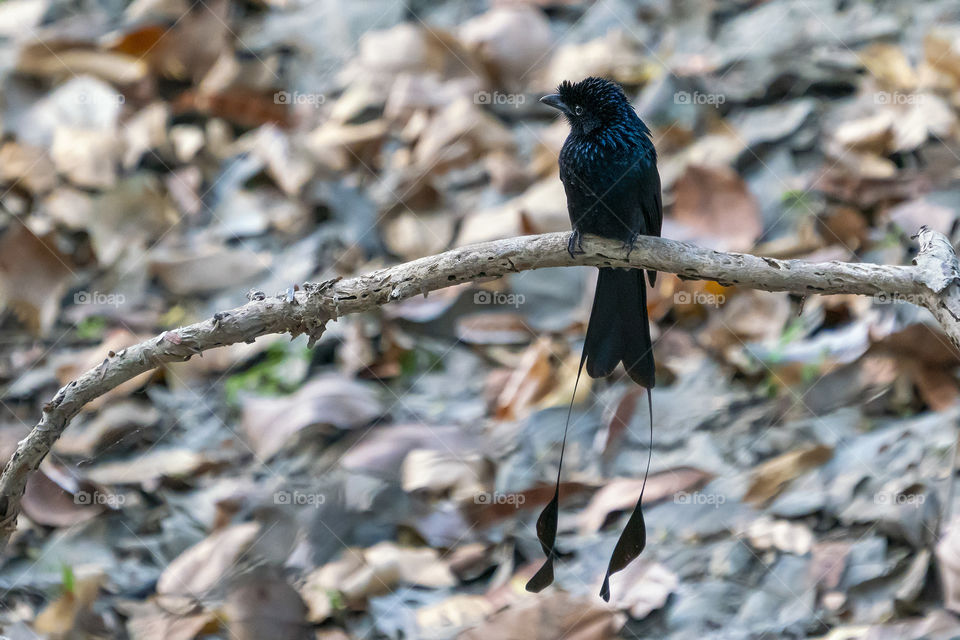 Bird ID - Greater racket- tailed drongo 