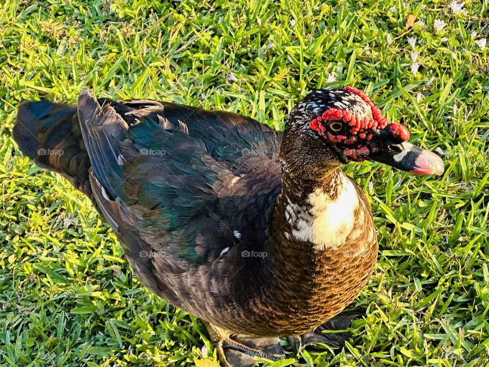 Colorful Cuban Duck - Pets aren’t always the easiest subjects to photograph. No matter how many times you ask them to look at the camera, in the end, they’re going to do whatever they want to do.