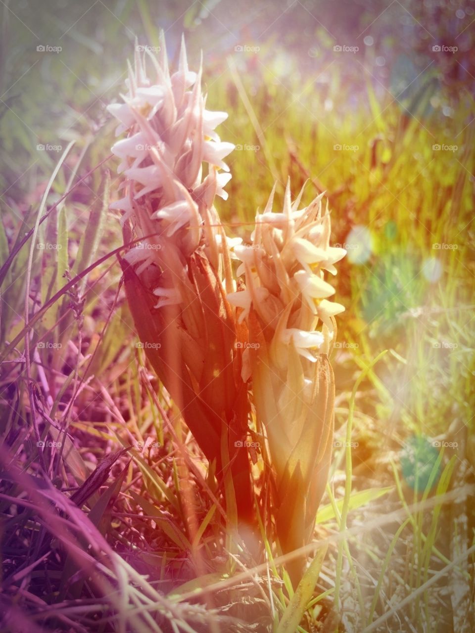 Sunspotted flowers around a pond in Florida 