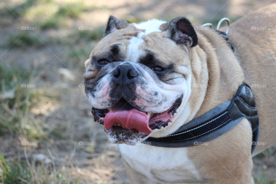 Happiness to this English Bulldog is hanging in the park