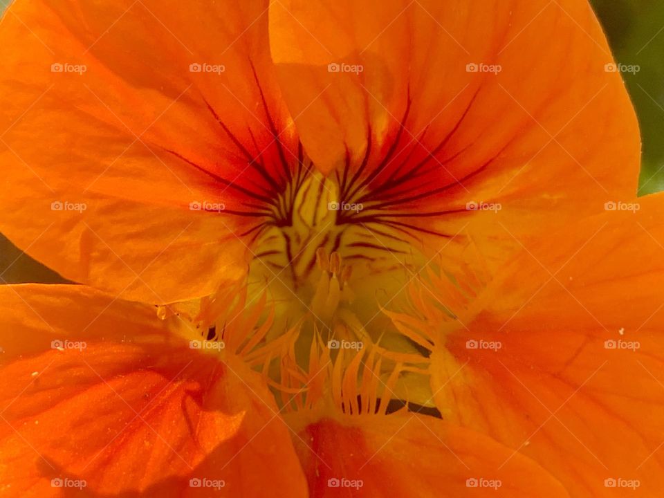 Orange nasturtium flower closeup 