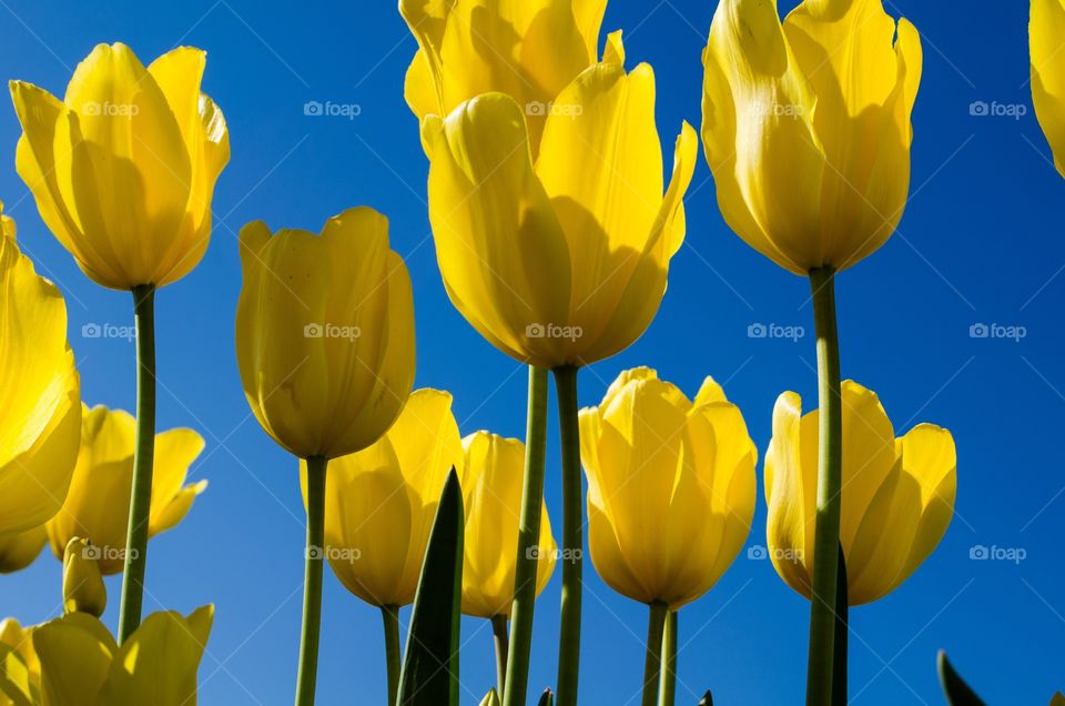 Yellow Tulips 