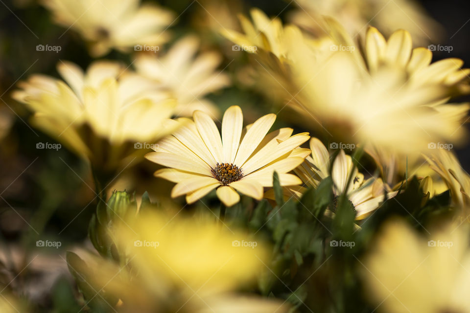 A portrait of a yellow spannish daisy shot through a hole between other daisies to accomplish framing.