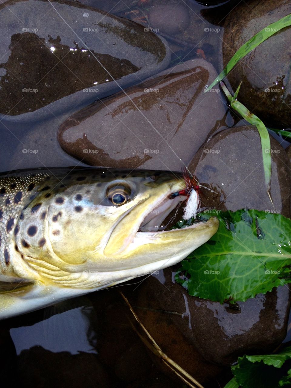 Close up of fish with fishing bait