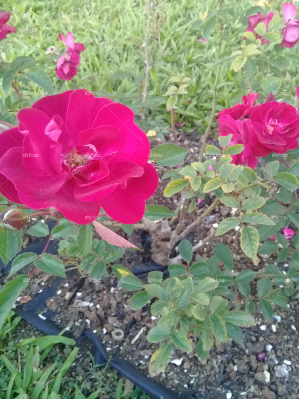 🌹 🌹 🌹🌹 light rose, natural color, beautiful pink roses.