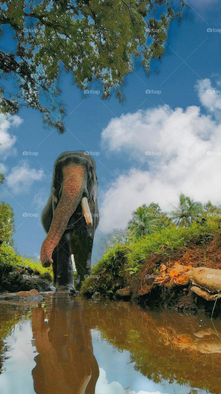 elephant Kerala India