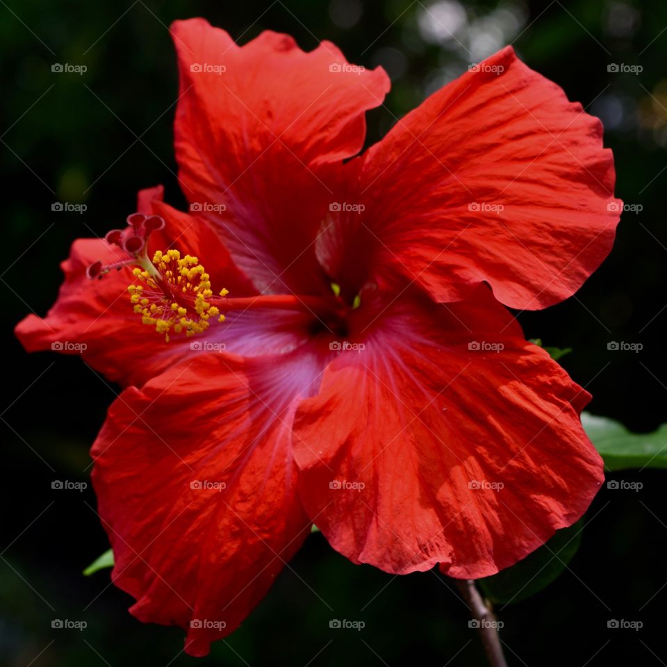 Close-up of red hibiscus