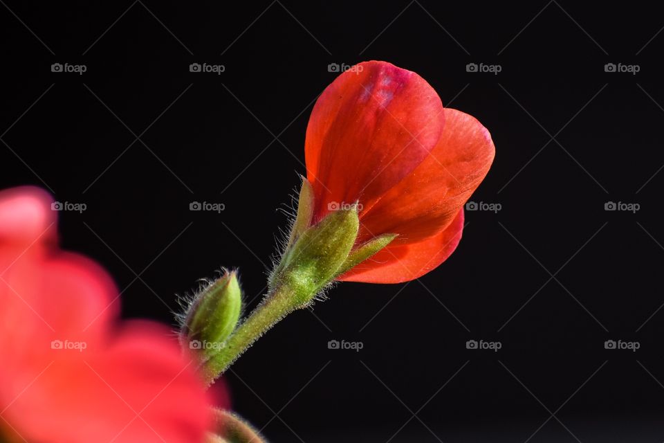 Beautiful red flower 