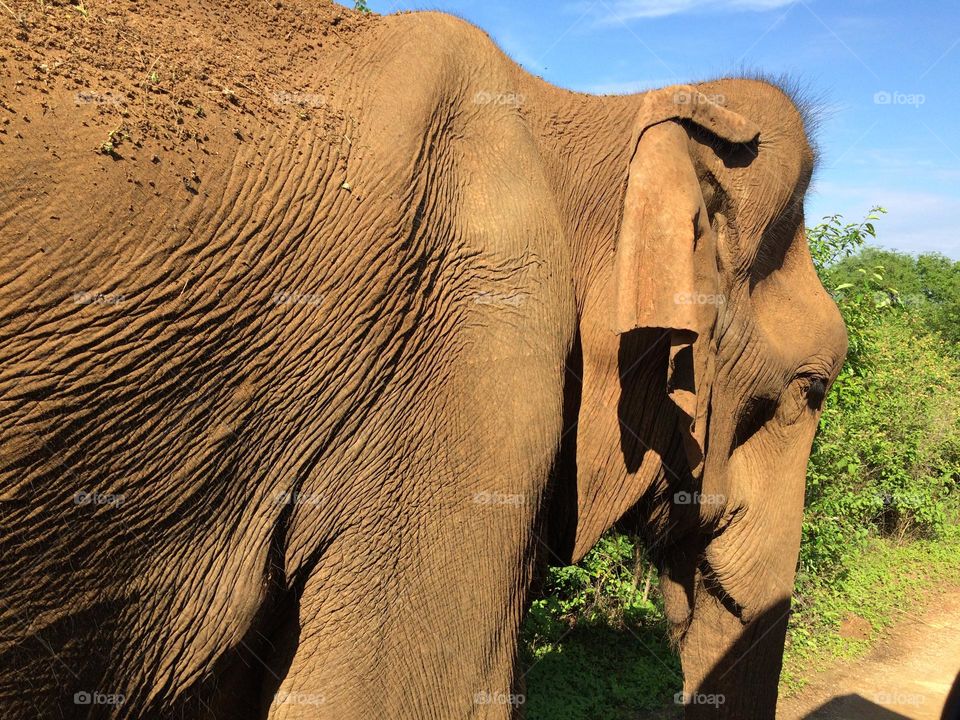 Elephant in Sri Lanka 