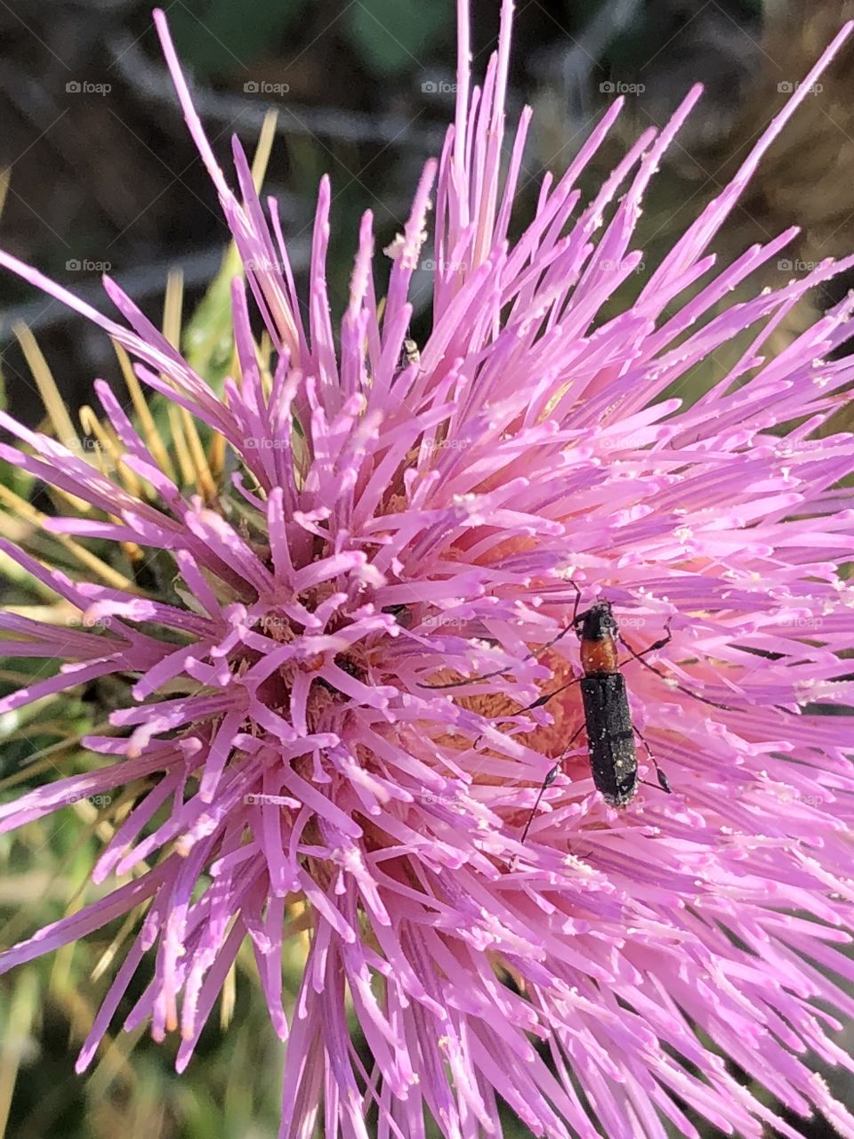 Bugs pollinating a thistle 
